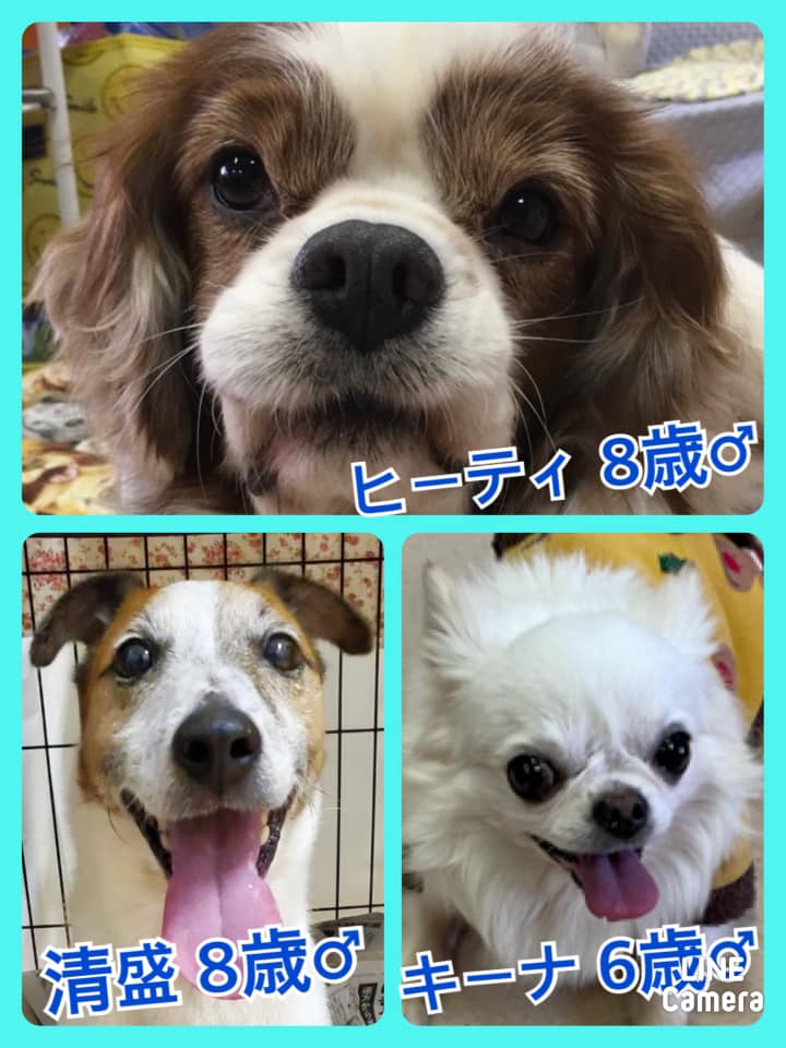 🐾今日の里親様募集中ワンコ🐶メンバーです🐾2020,12,18